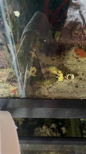 Tadpole the Frogfish 🇨🇦 (@tadpolethefrogfish)’s video of what do book worms look like