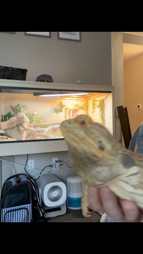33K views · 1K reactions | What’s wrong with my lizard? 藍 #lizards #reptiles #pancake #beardeddragon | bougie_beardies | Facebook