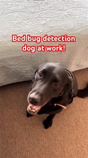 This is how I keep my bed bug detection dog motivated to work even if we don't find bed bugs!