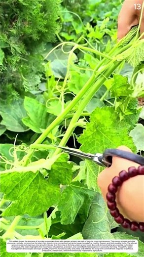 Plant Pruning: How Careful Cutting Transforms Dense Vines Into Orderly Plants