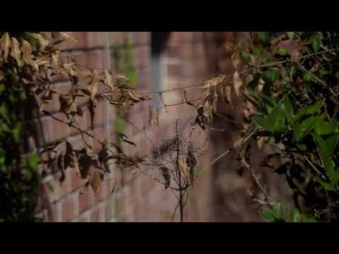 Canon R50 V | Vivitar 70-150 f3.8 Macro