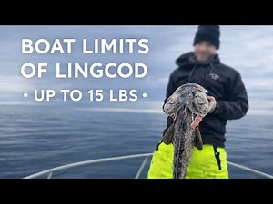 Monterey Bay Lingcod: Boat Limits up to 15 Lbs