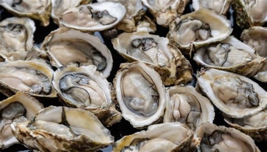 China develops oyster-inspired bone glue to heal fractures without metal