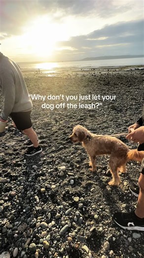 Golden Doodle Adventures in Water Activities