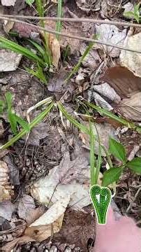 Looking for Fiddleheads in Maine