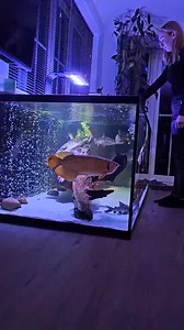 88K views · 1.2K reactions | ✨ The majestic Gold Arowana and giant fish in this stunning tank setup by @aquaticelementsuk are truly a sight to behold! The perfect blend of elegance and power in a beautifully designed aquarium.  #GoldArowana #GiantFish #AquariumMasterpiece #FishTankGoals #AquariumInspiration #LiveAquariaCommunity | LiveAquaria.com | Facebook