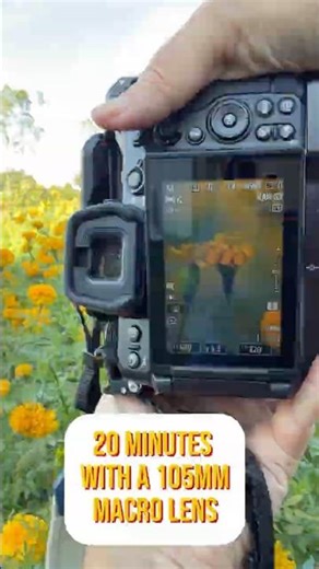 Taking 20 minutes to take some macro photographs #nikon #macrophotography