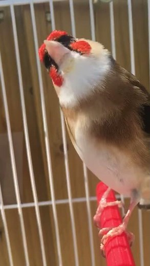 Switty cheveral goldfinch