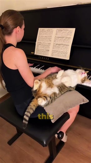 Cat Sleeps Peacefully While Owner Plays Piano (The Sweetest Thing)😍