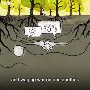 How plants communicate with each other? Do you know? Yes, you know how! Through mycorrhizal association at their roots. Yeah! We can recall the process in a simplified way through this amazing animated video by BBC News. Here's a short introduction:- Owing to their filamentous organization, fungi exploit very diverse substrates on the basis of their nutritional strategy. Saprobes thrive in soil, water and on decaying animal and plant tissues. A smaller group of fungi, the parasitic and mutualist