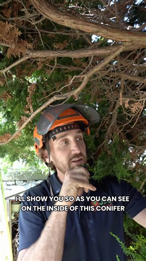 HOW TO CUT BACK A CONIFER TREE