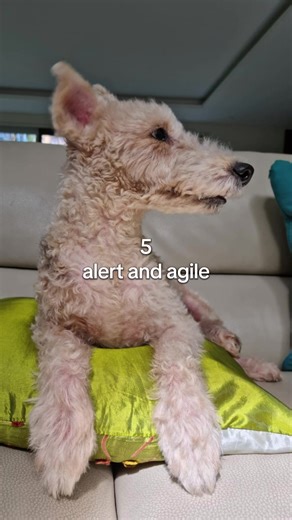 Pandora The Explorer on TikTok