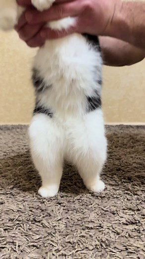 Huțulca: Dans și Distracție de Vineri