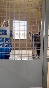 Exciting Update on Mr. Mule! Questions about why there isn’t shavings? Please read paragraph right below this. 😀 ***** I keep forgetting to add this to every post. The flooring in each stall is thick rubber mats. Not concrete. It might look that way but it’s not. See the square cut out in the center of the floor? That’s a piece of the thick rubber mat that is cut out of the mat (can’t cut cement) but they keep it there because it’s covering the drain when they spray the stalls down. They also u