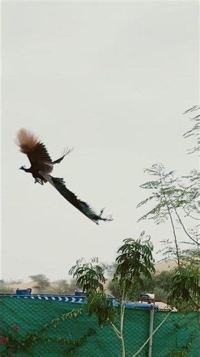 Rare peacock 🦚 flying