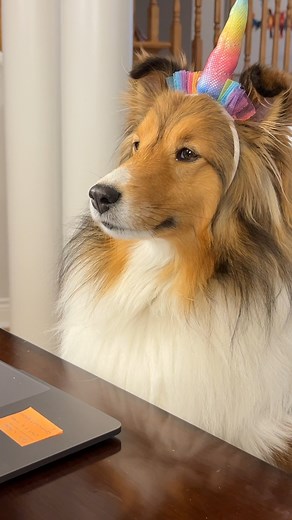 Biscuit is having trouble with her passwords... again! #cricketchronicles #sheltie #dogvideos #dogsofinstagram #doglover #DogDad | cricket.chronicles