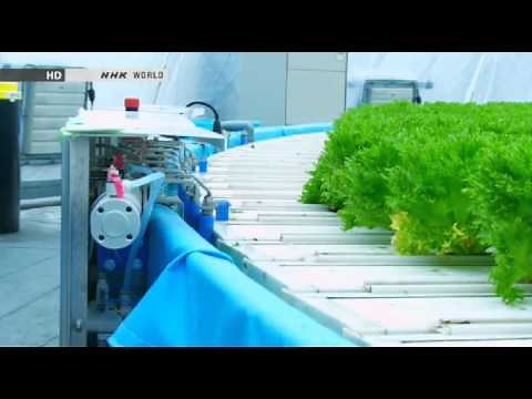 Amazing Hydroponic farm Japan Gandpa Dome
