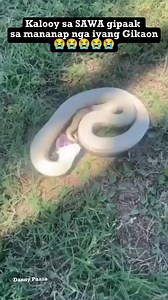 932K views · 2.5K reactions | Kalooy tawun sa SAWA nag limbag limbag sa Kasakit  #snake #python #sawa #baksan #viralreels #trendingreels #highlights #meta #viewers #friends #follower #everyone #StarSender | Danny Puasa | Facebook