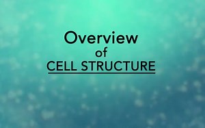 细胞结构概述 Overview of Cell Structure
