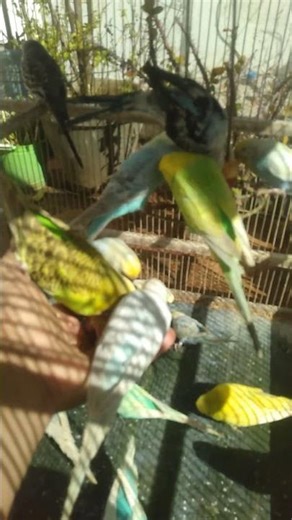 5 Reasons Budgies Are Awesome Pets 🐦🏡