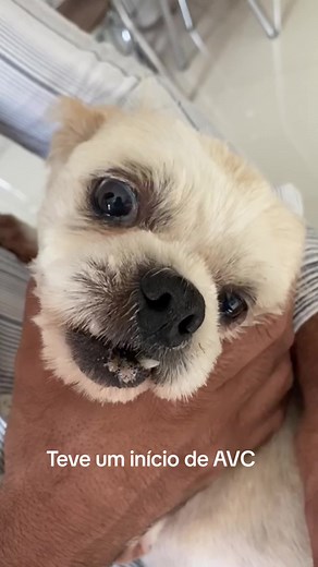 Cachorro Idoso: Superando Estresse e AVC