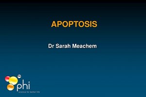 PPT - APOPTOSIS PowerPoint Presentation, free download - ID:3837584