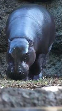 Pygmy Hippo – The Tiny Hippo You’ve Probably Never Seen #animals #nature #wildanimals
