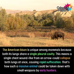 69K views · 4.3K reactions | The American Bison | Colors Of Nature | Facebook