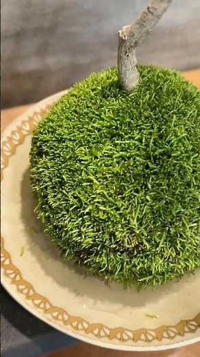 仕上がる苔 生育順調な苔玉×石和温泉