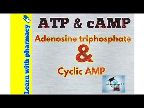 ATP & cAMP (adenosine triphosphate & cyclic adenosine monophosphate)