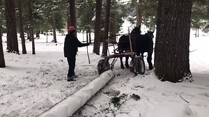 12K views · 136 reactions | More horse logging video!  The horse...