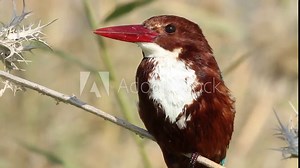 Common kingfisher, also known as the Eurasian kingfisher and river kingfisher