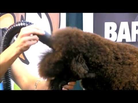 Tips for Drying the Face of a Dog