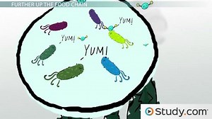 Bacteria that Live in Deepwater Vent Ecosystems