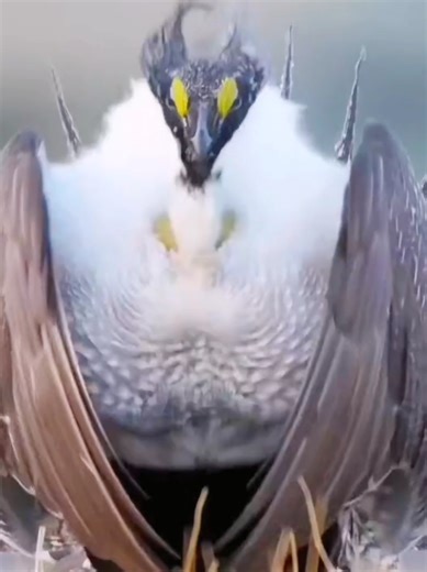 Amazing animals sounds #animals #amazon #wildlife #animalsworld #nature #unitedstatesofamerica