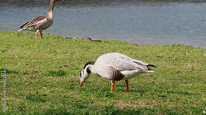 The bar-headed goose, Anser indicus is a goose that breeds in Central Asia in colonies of thousands near mountain lakes and winters in South Asia, as far south as peninsular India. Seen in the English