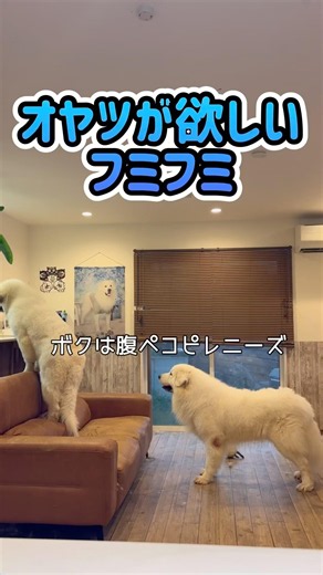 お腹の空いたグレートピレニーズのパピー🐻‍❄️😋✨ #子犬