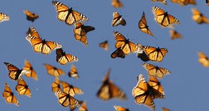 Math models predict mysterious monarch navigation | Science News