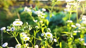 Erigeron annuus, the annual fleabane, daisy fleabane, or eastern daisy fleabane, is a North American plant species in the daisy family. Stock Video