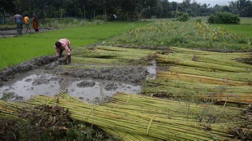 Man, Farmer, Agriculture. Free Stock Video
