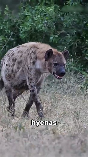 4 Most EVIL Female Animals On Earth! | Random Facts In The World