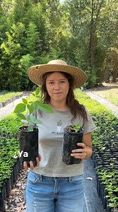 La Retama es un árbol muy resistente a condiciones climáticas adversas, incluyendo sequías, es una opción ideal para áreas áridas y semiáridas. Con sus vibrantes flores amarillas, la retama añade un toque de color a los jardines y banquetas, puedes adoptar la tuya aquí en Bosque Urbano de Extra 🌼🌳 #AdoptaUnÁrbol #LaMásArbolada #árbol #retama #tecomastans #DíaDelÁrbol | Televisa Guadalajara