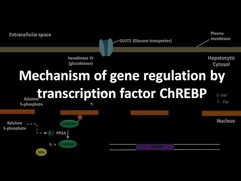 Mechanism of gene regulation by transcription factor ChREBP
