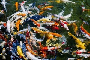 The Legend of the Koi Fish as found on Next Day Koi