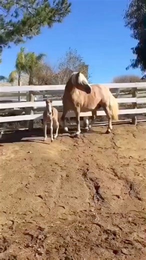 24K views · 1.2K reactions | This was Pegasus first time out of the barn since she was born. I thought it was amazing how the horses filed in to see her❤️ | Sunshine Stables | Facebook