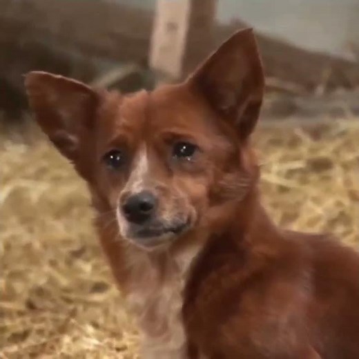 crying dog with song meme template | Sad meme template