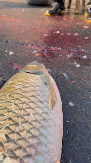 Catching a Giant Fish in America