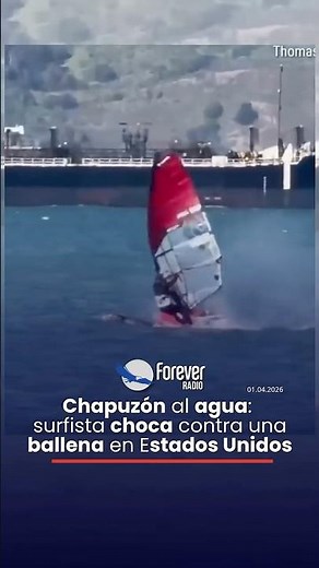 Chapuzón al agua: surfista choca contra una ballena en Estados Unidos
