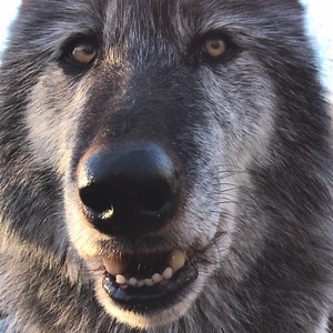 World, say "hi" to Zephyr! 👋 | Wolf Conservation Center