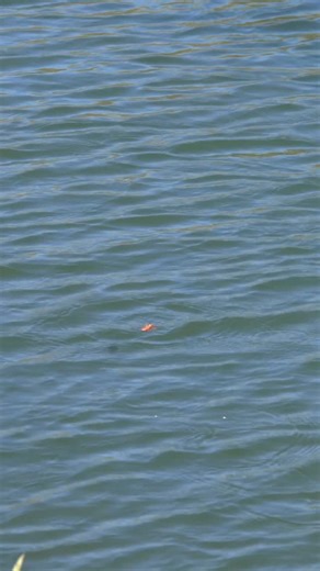 Tiny waters. One dry fly. Zero room for mistakes. You see the trout. You make the cast. Seconds of silence. Then everything explodes. This is dry fly fishing at its purest — sight fishing in tiny waters, where precision matters and every take feels earned. Remote places. Wild brown trout. Moments you don’t scroll past… you feel them. This is why anglers travel to the Chilean Patagonia. This is why one week here changes the way you understand fly fishing. | Chile Fly Fishing